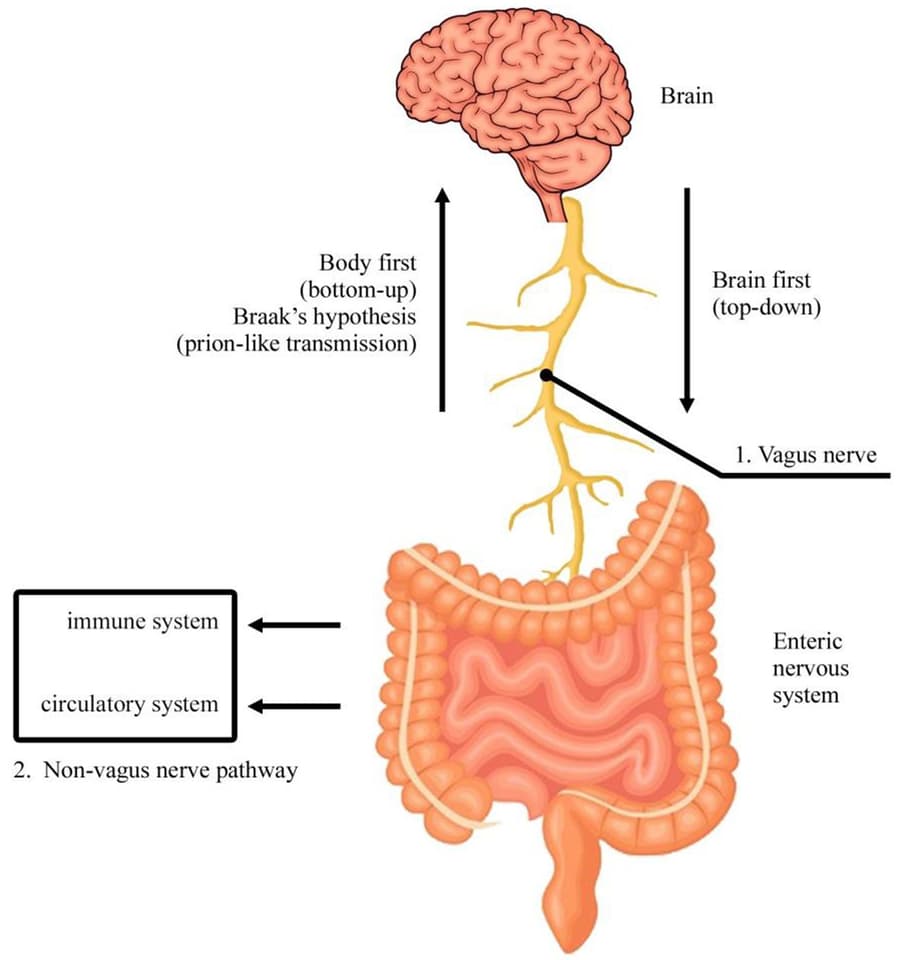The vagus nerve runs from the brain to the large intestine, and controls involuntary functions including digestion and your mood