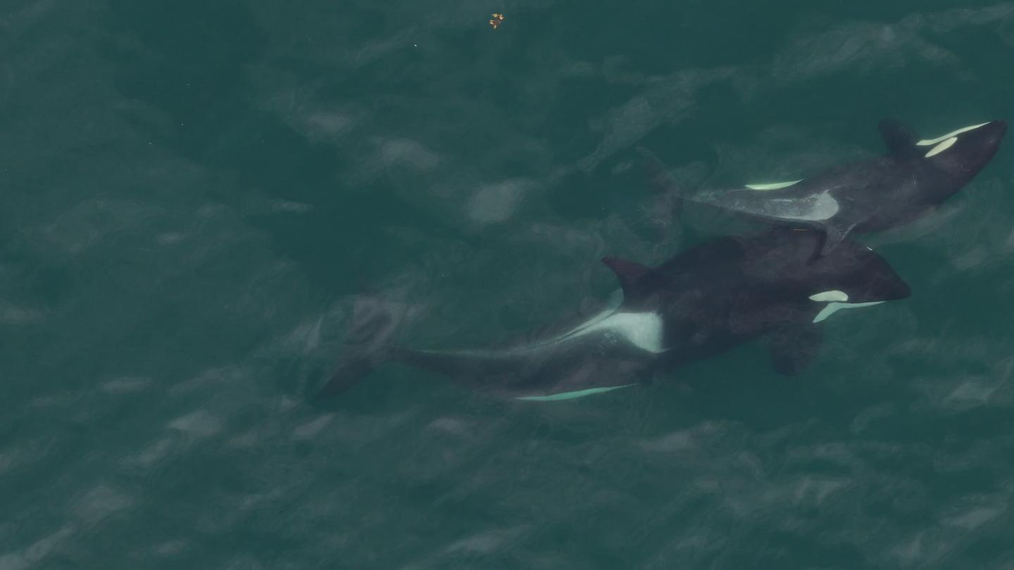 Two orcas rubbing the kelp "tool" across their skin