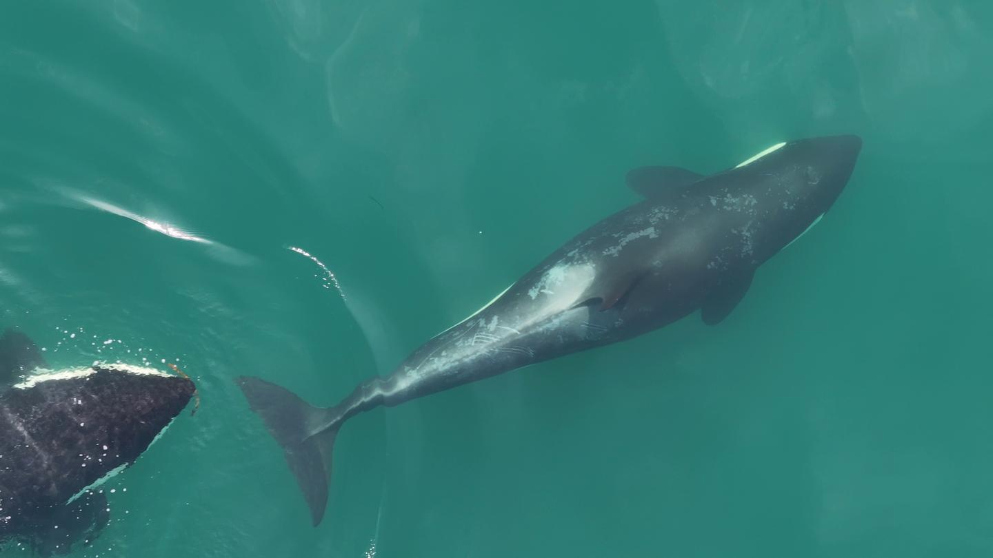 A whale holding kelp in its mouth pursues a friend for a coordinated scrub