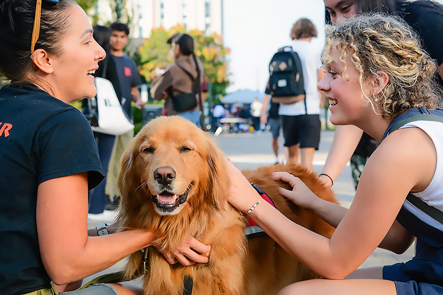 People can get the same mental health boost virtually that is provided by a dog IRL